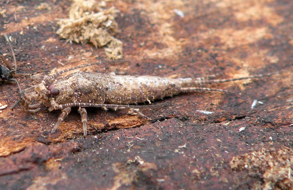 Dall''Appennino Reggiano: Machilidae: Lepismachilis sp.